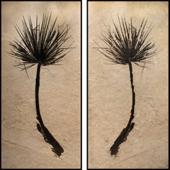 50 Million Year Old Eocene Era Fossil Palm Frond Pair in Stone, from Wyoming