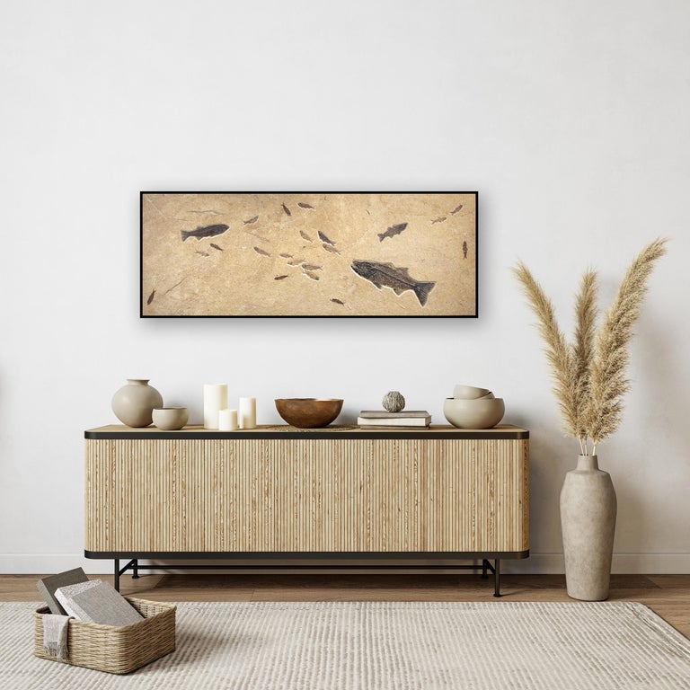 This exquisite and unique fossil mural features three Mioplosus labracoides and nineteen Knightia eocaena. These fish are all Eocene era fossils dating back about 50 million years. This exquisite fossil mural also features beautifully preserved