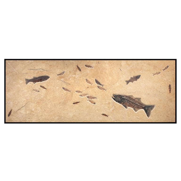 50 Million Year Old Eocene Era Fossil Fish Mural in Stone, from Wyoming For Sale