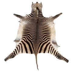 Namibian Certficated Hartmann's Mountain Zebra Rug, Grade B, 2022.  