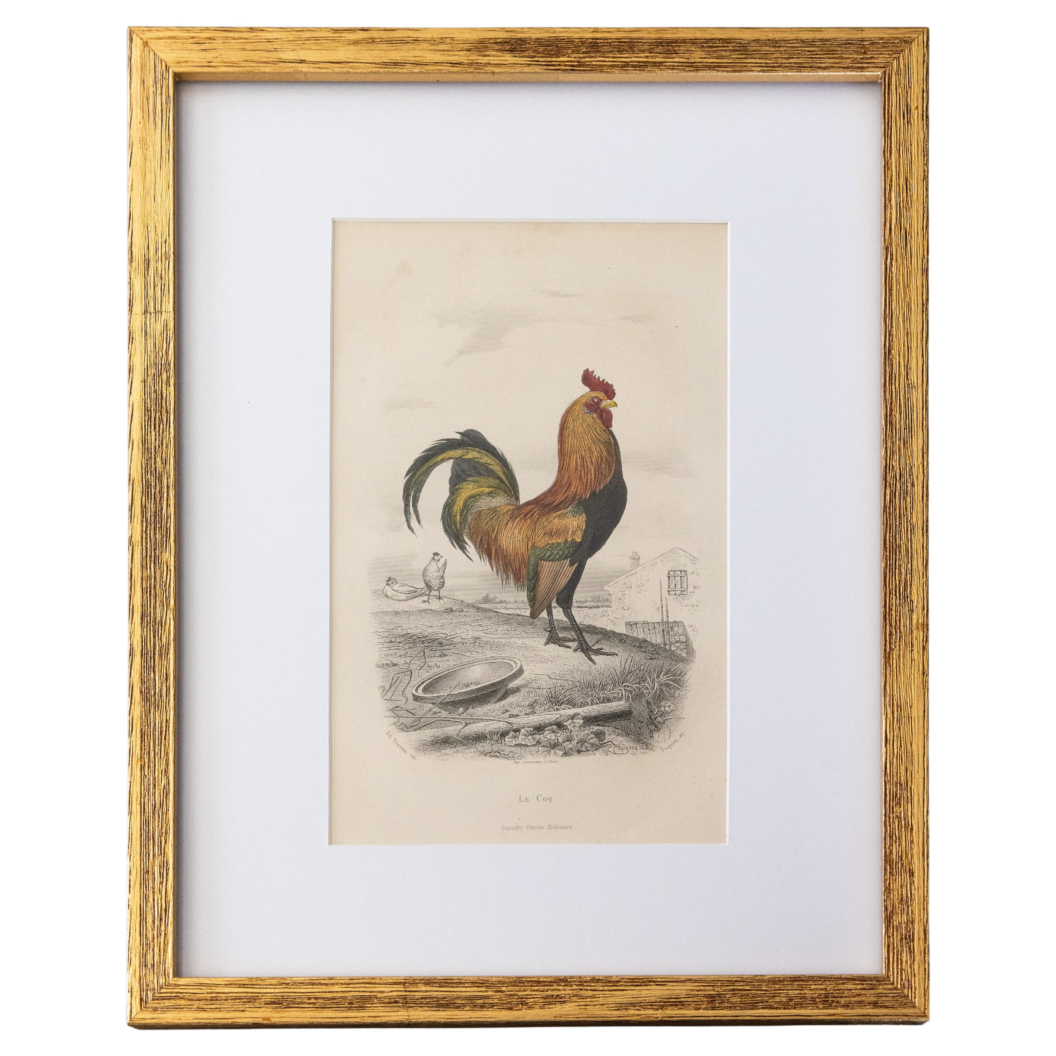Custom Framed Antique Rooster Engraving For Sale