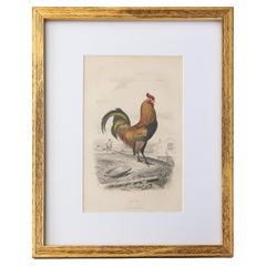 Gravure de coq antique encadrée sur mesure