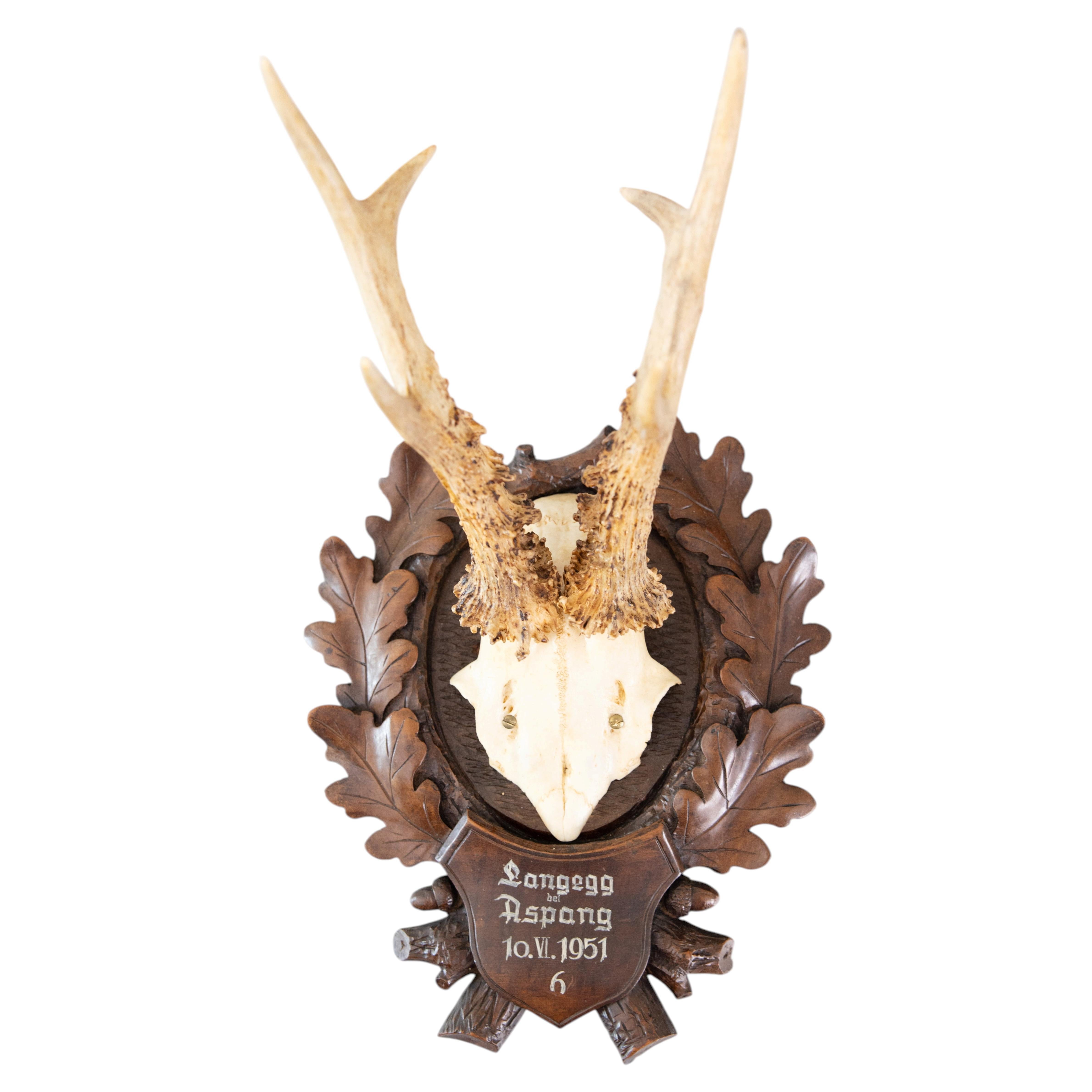 Black Forest Roe Deer Antlers Hunting Trophy 1951 Mount For Sale