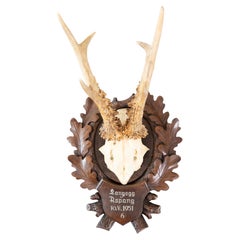Black Forest Roe Deer Antlers Hunting Trophy 1951 Mount