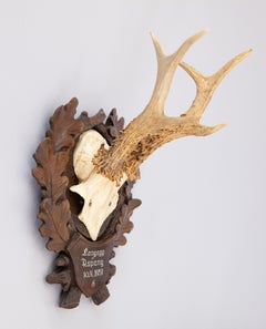 Black Forest Roe Deer Antlers Hunting Trophy 1951 Mount