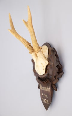 Black Forest Roe Deer Antlers Hunting Trophy 1928 Mount