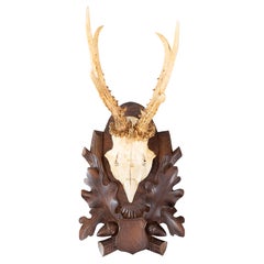 Antique Black Forest Roe Deer Antlers Hunting Trophy 1906 Mount