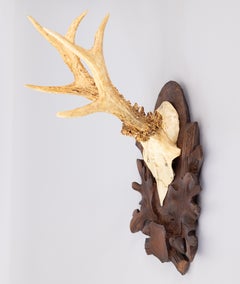 Antique Black Forest Roe Deer Antlers Hunting Trophy 1906 Mount