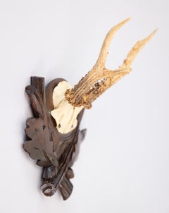 Antique Black Forest Roe Deer Antlers Hunting Trophy Mount