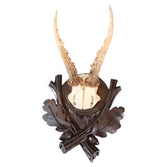Antique Black Forest Roe Deer Antlers Hunting Trophy Mount