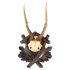 Antique Black Forest Roe Deer Antlers Hunting Trophy Mount