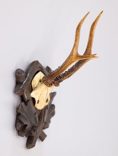 Antique Black Forest Roe Deer Antlers Hunting Trophy Mount
