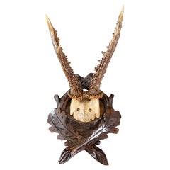 Antique Black Forest Roe Deer Antlers Hunting Trophy Mount