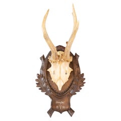 Black Forest Roe Deer Antlers Hunting Trophy 1950 Mount