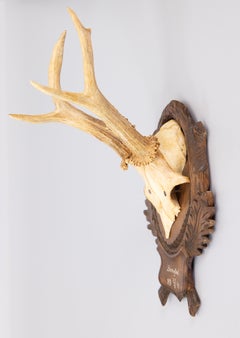 Black Forest Roe Deer Antlers Hunting Trophy 1950 Mount