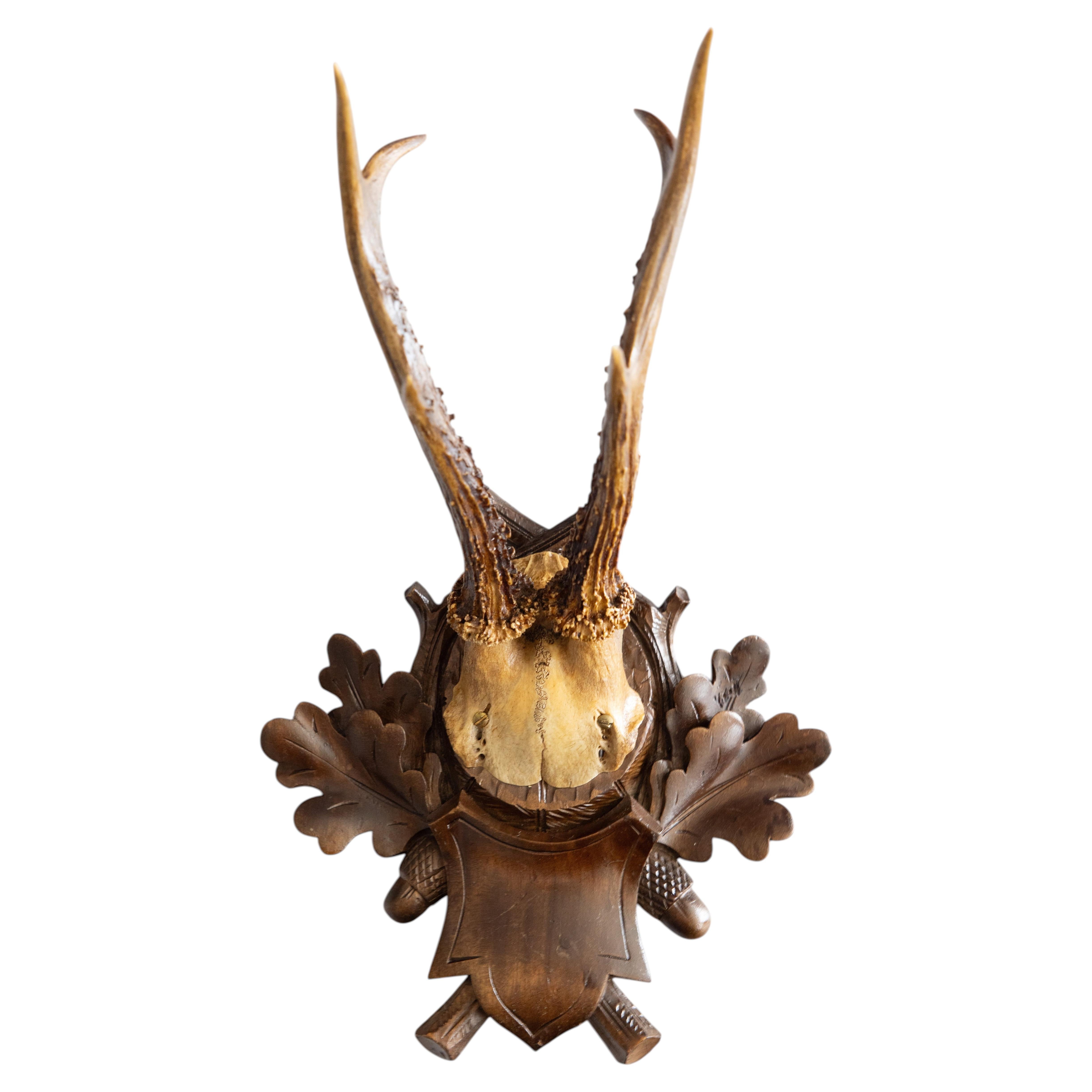 Antique Black Forest Roe Deer Antlers Hunting Trophy Mount For Sale
