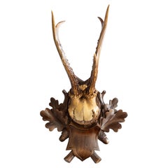 Antique Black Forest Roe Deer Antlers Hunting Trophy Mount