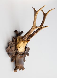 Antique Black Forest Roe Deer Antlers Hunting Trophy Mount