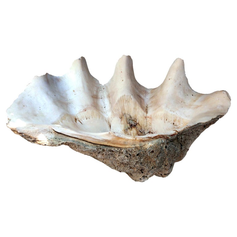 South Pacific Natural Giant Clam Shell Specimen For Sale at 1stDibs | giant  clam shell for sale, real giant clam shell price, giant clamshell