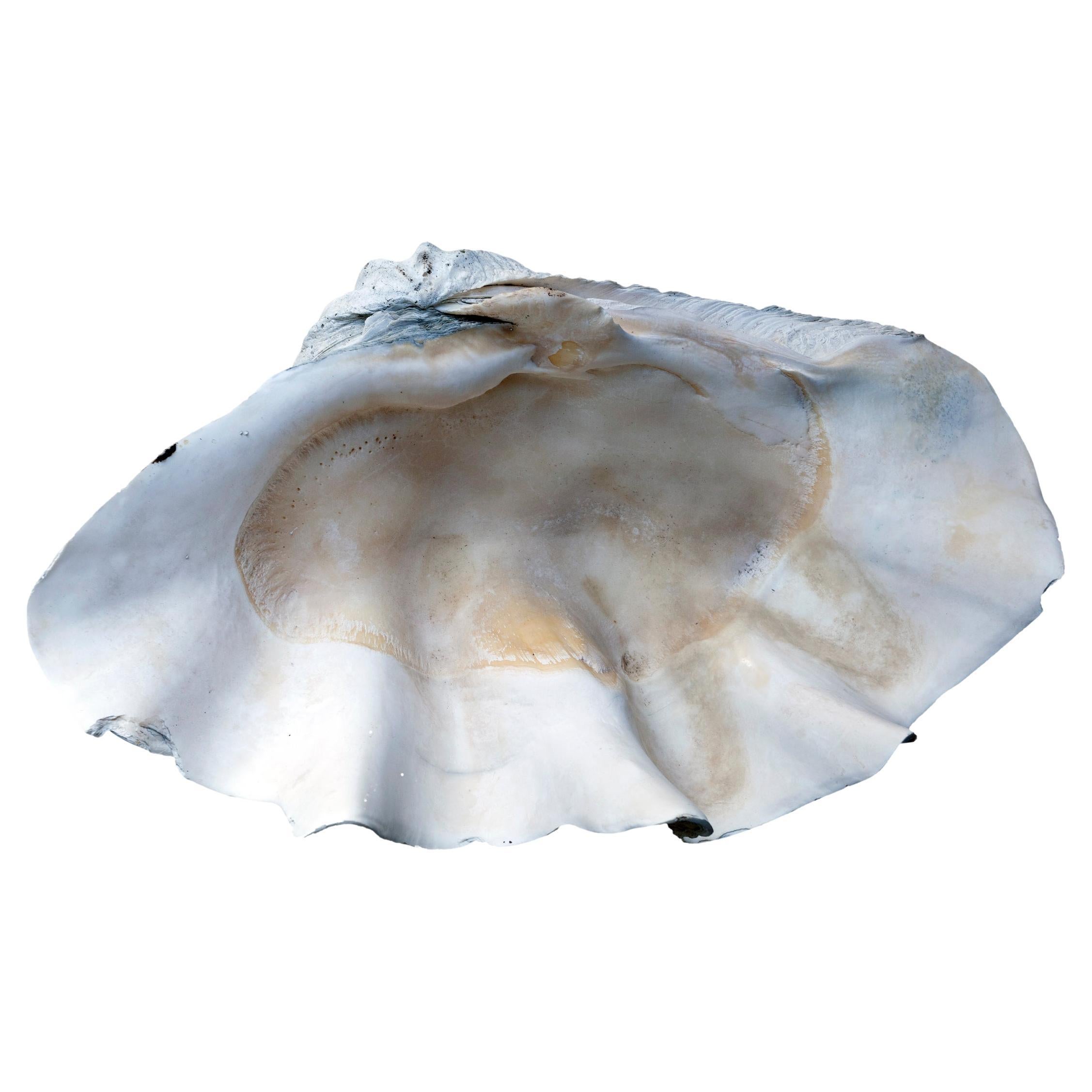 Spécimen de coquillage naturel Tridacna Gigas du Pacifique Sud