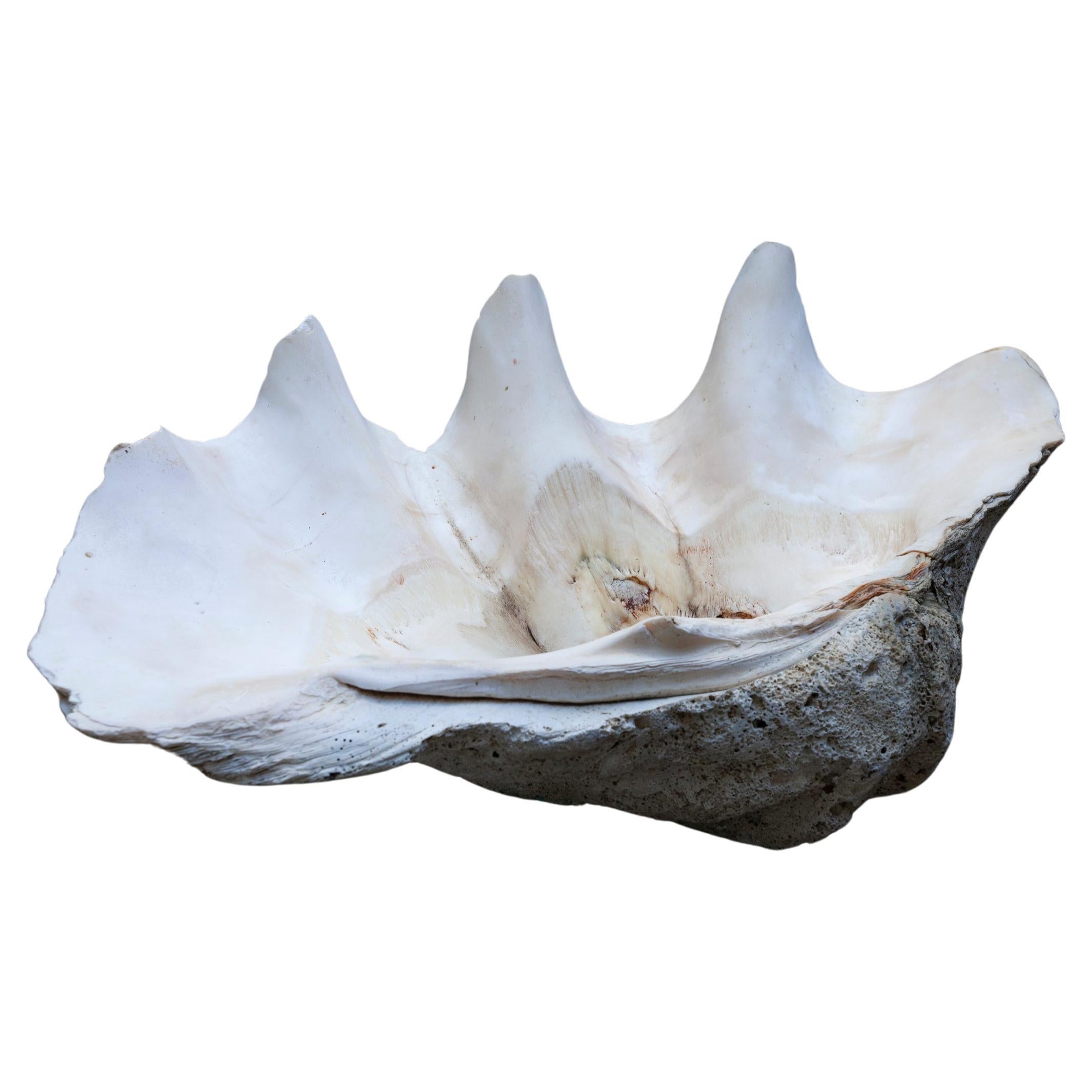 Giant South Sea Clam Shell  For Sale