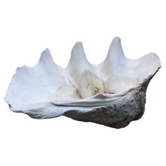 Vintage Giant South Sea Clam Shell 