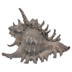 Conchiglia di conchiglia rivestita in argento sterling