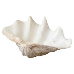 Giant South Pacific Clam Shell Tridacna Gigas