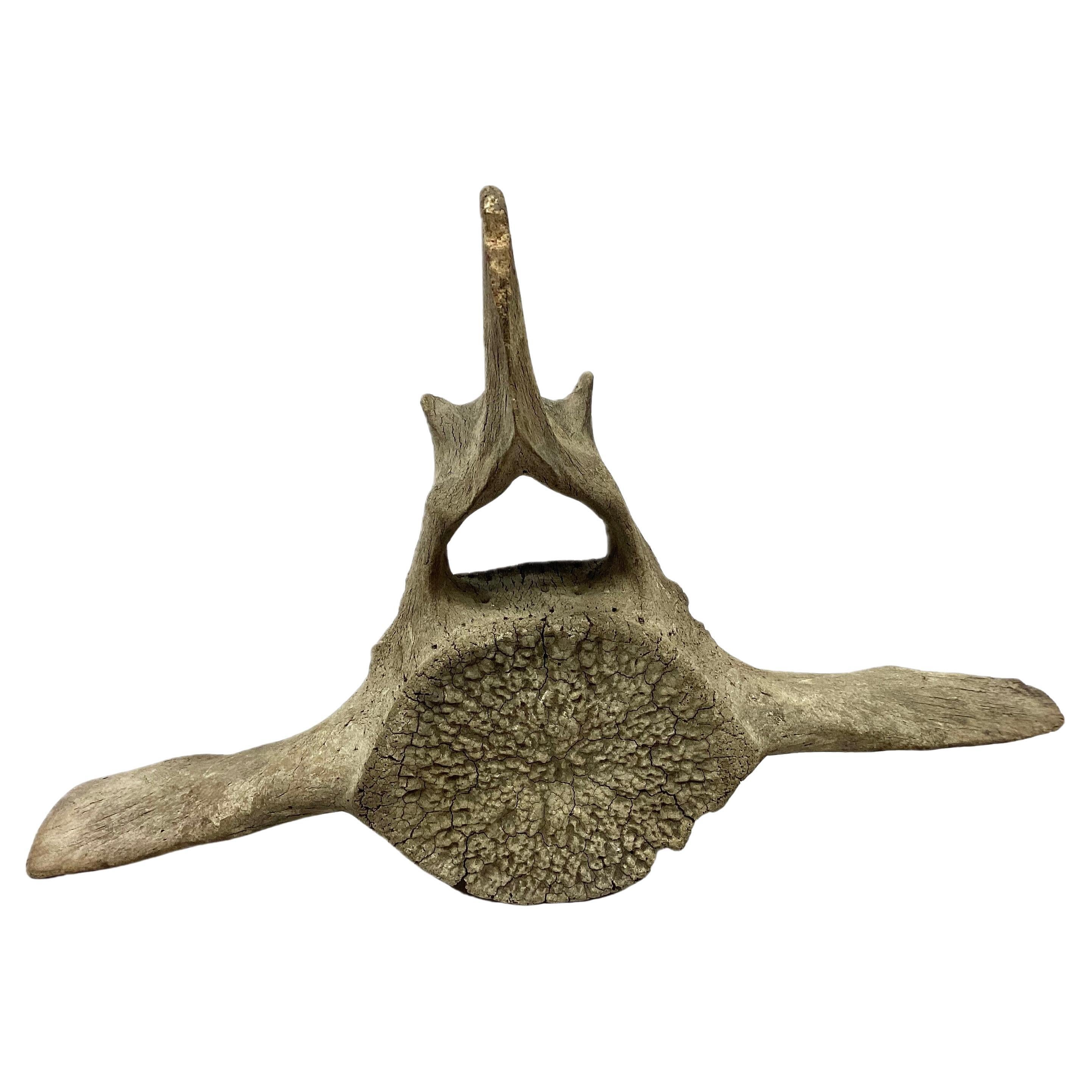 Large Fossilized Whale Vertebrae 