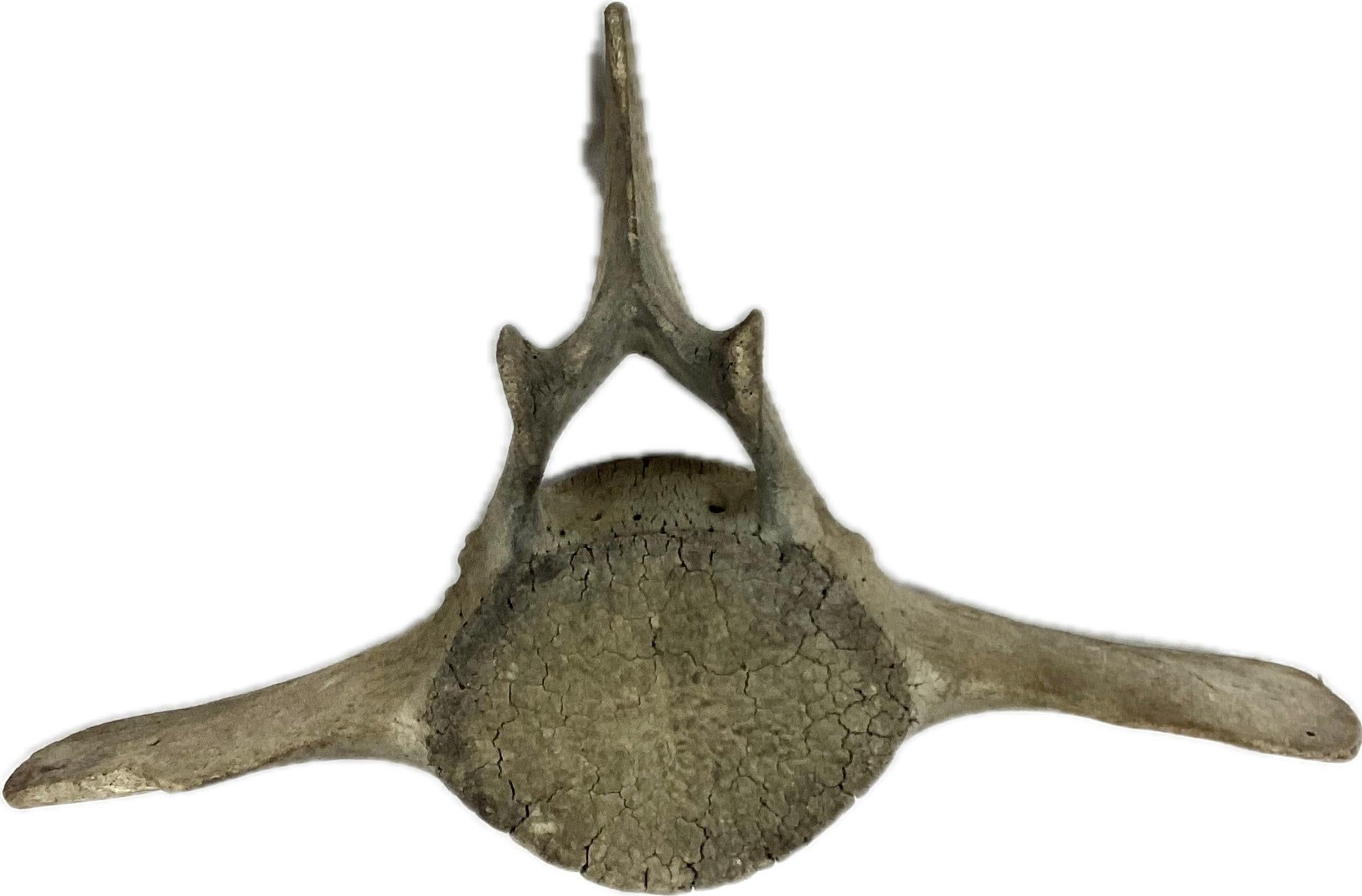 Organic Modern Large Fossilized Whale Vertebrae  For Sale