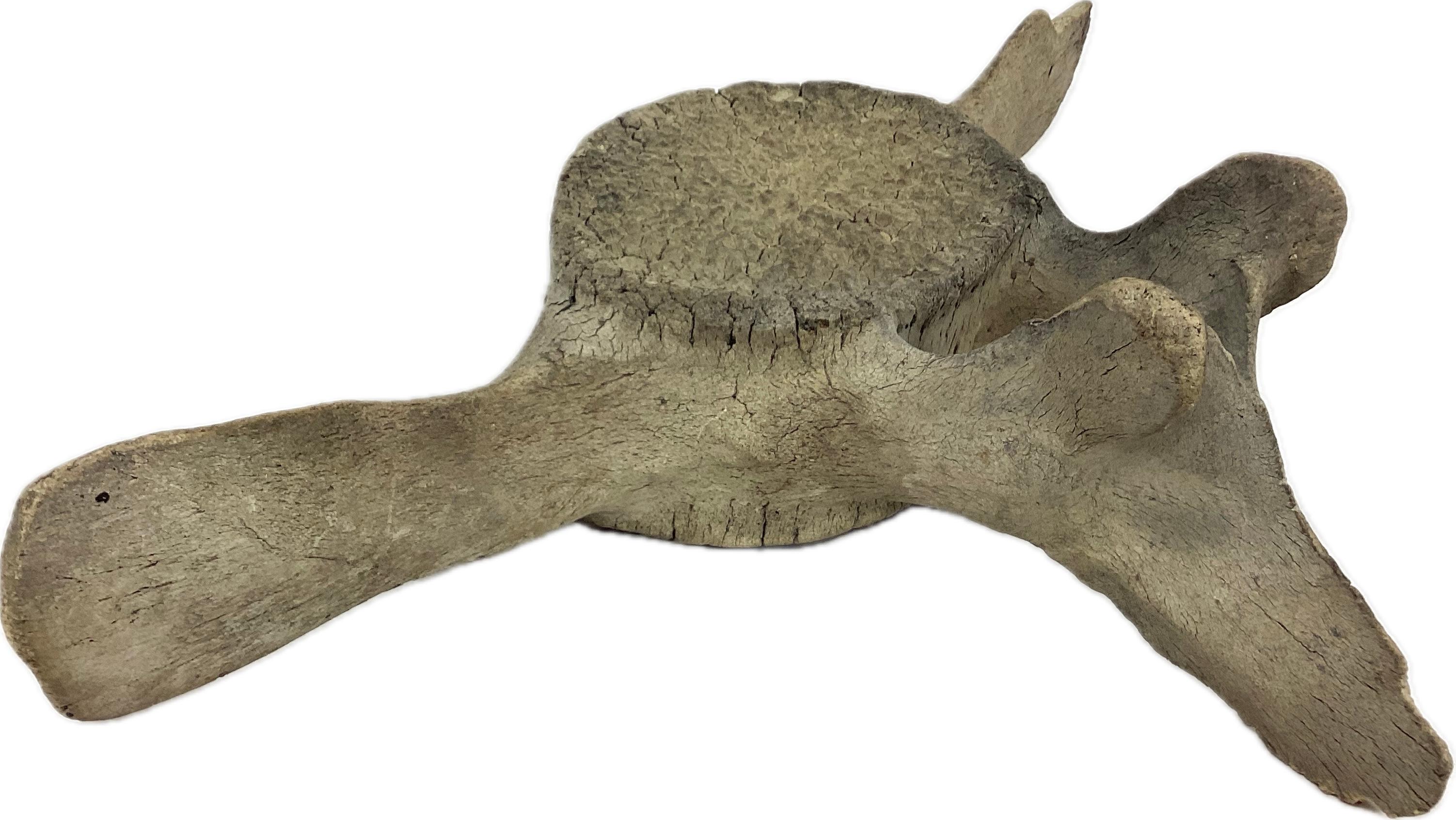 Large Fossilized Whale Vertebrae  In Good Condition For Sale In Bradenton, FL