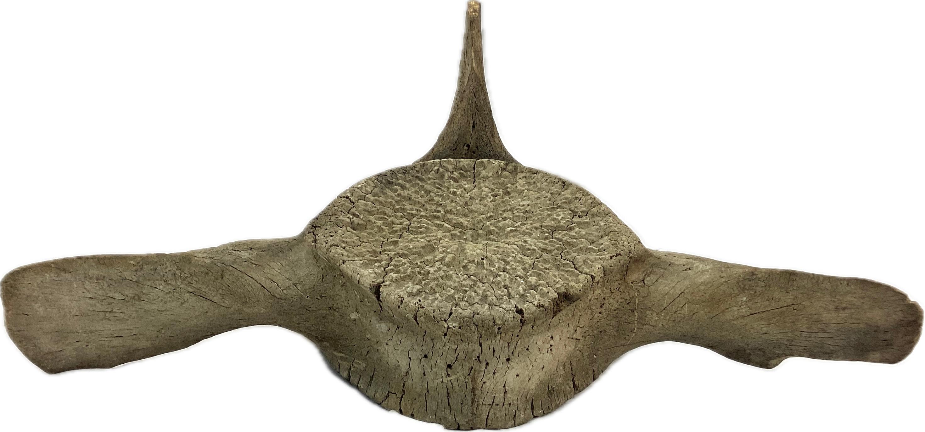Bone Large Fossilized Whale Vertebrae  For Sale