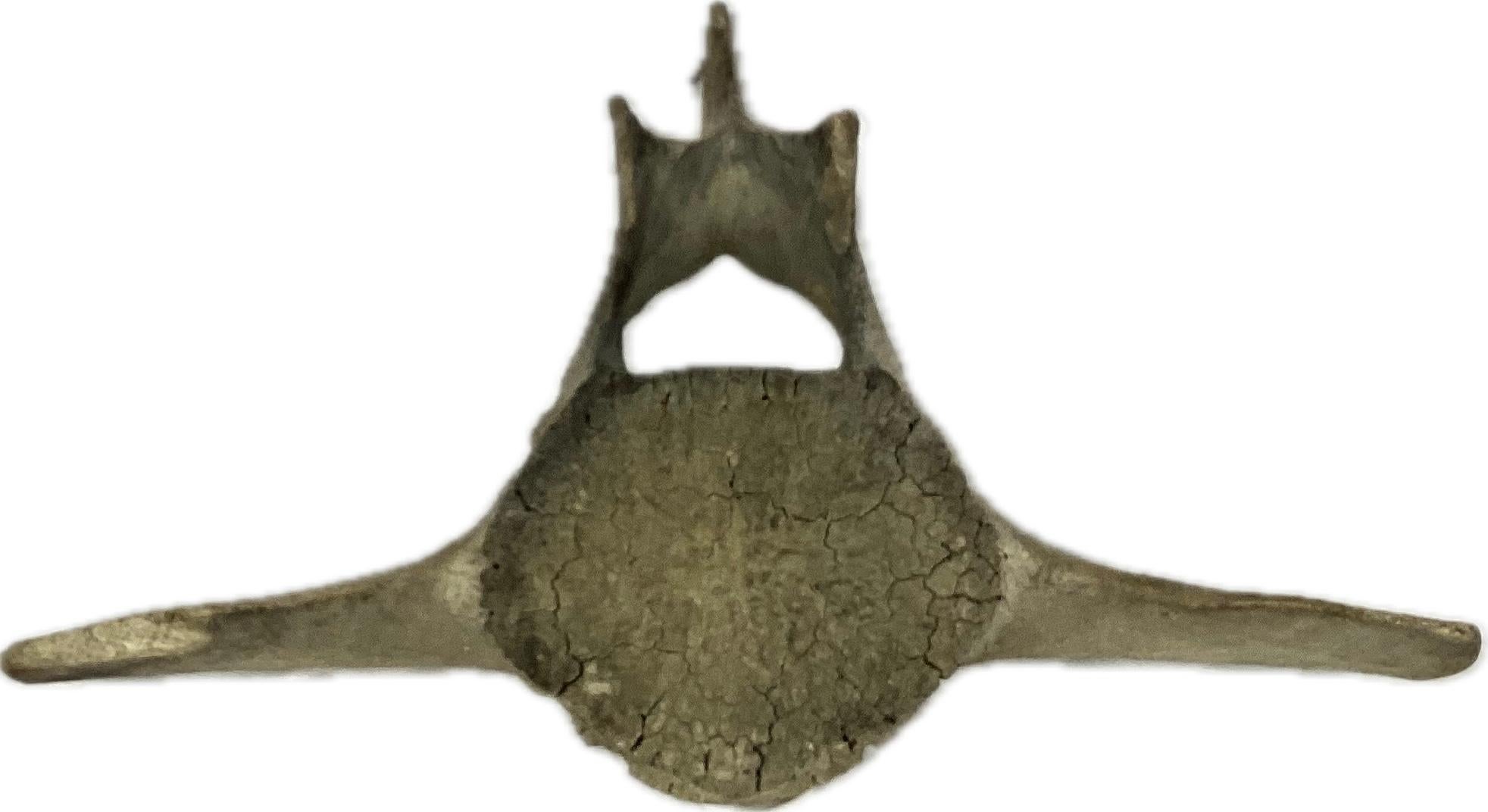 Large Fossilized Whale Vertebrae  For Sale 1