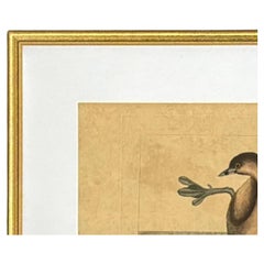Mark Catesby Engraving, "The Pied-Billed Grebe", Framed