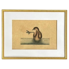 Mark Catesby Engraving, "The Pied-Billed Grebe", Framed