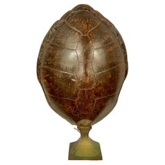 Monumental Natural Antique Turtle Carapace Shell Lamp