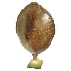 Monumental Natural Antique Turtle Carapace Shell Lamp