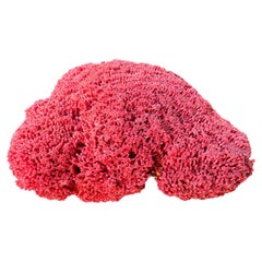 Large Red Coral Specimen, Organic Modern Style, 20th Century #6