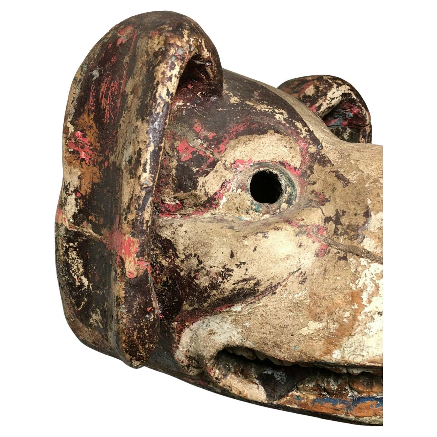 1950s, Ethnographic, Danced, Ecuadorian (Ecuador) Wooden Dog Mask w/Real Teeth! For Sale 3