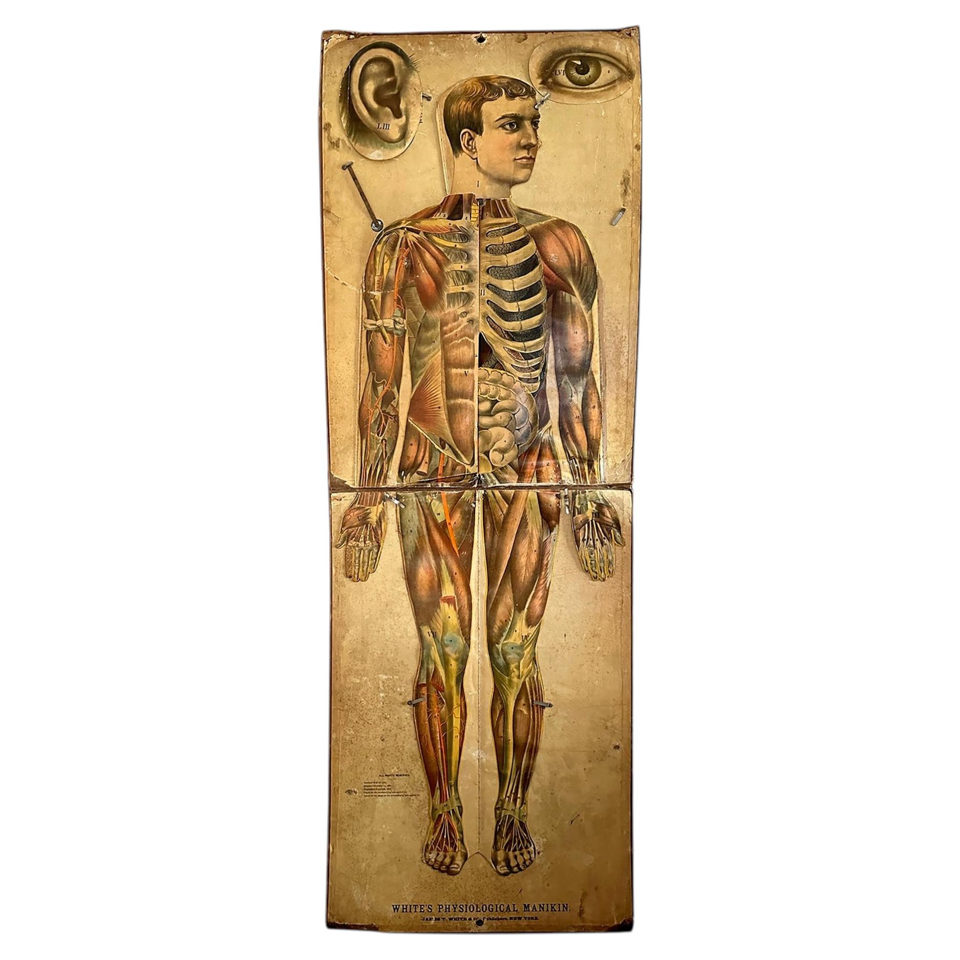 1886 White's Physiological Manikin Antique Anatomy Medical Chart Lifesize For Sale