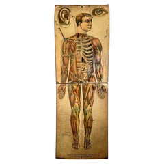 1886 White’s physiologisches Modell – antike anatomische medizinische Tafel in Lebensgröße
