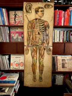 1886 White's Physiological Manikin Antique Anatomy Medical Chart Lifesize