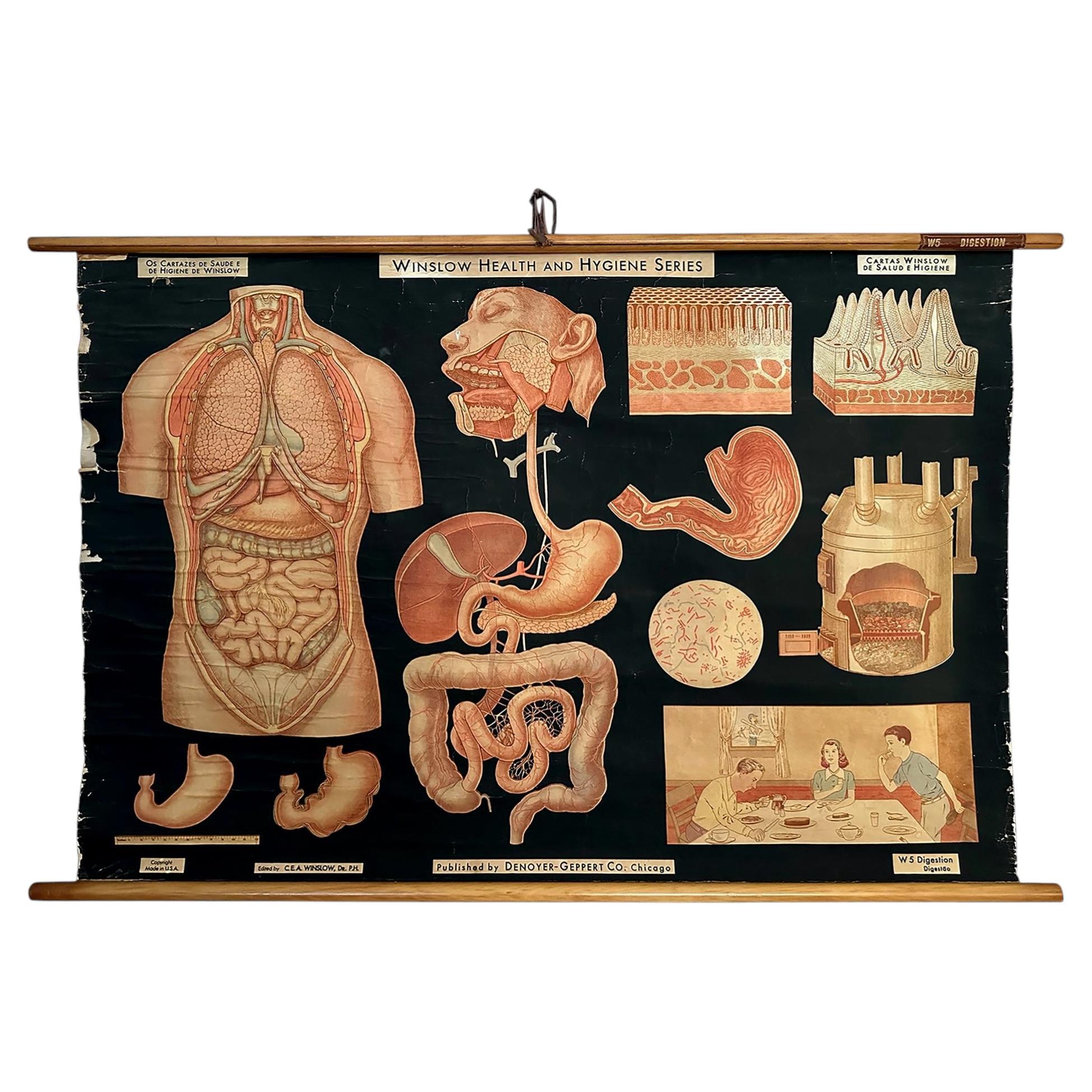 Antike medizinische Abbildung: Verdauung – Winslow-Reihe „Gesundheit und Hygiene“ – Anatomie