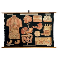 Antike medizinische Abbildung: Verdauung – Winslow-Reihe „Gesundheit und Hygiene“ – Anatomie