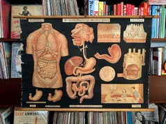 Antique Medical Chart Digestion Winslow Health & Hygiene Series Anatomy