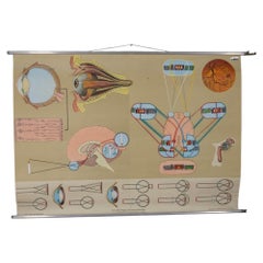 Vintage School Poster: "The Eye and Its Functions" by Lehrmittelverlag Wilhelm Hage