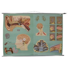 Vintage School Poster: "Hearing and Balance" by Lehrmittelverlag Wilhelm Hagemann