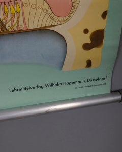 Vintage School Poster: "Hearing and Balance" by Lehrmittelverlag Wilhelm Hagemann