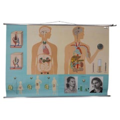 Vintage School Poster: "Hormones: The Body's Active Substances" by L. W. Hagemann