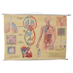 Vintage School Poster: "Breathing and Blood Circulation" by L. W. Hagemann, 1970s